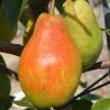 Hruška (Pyrus communis) TALGARSKAJA KRASAVICA