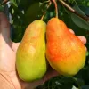 Hruška (Pyrus communis) TALGARSKAJA KRASAVICA