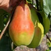 Hruška (Pyrus communis) TALGARSKAJA KRASAVICA