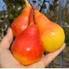 Birne (Pyrus communis) SAXONIA™ THIMO®