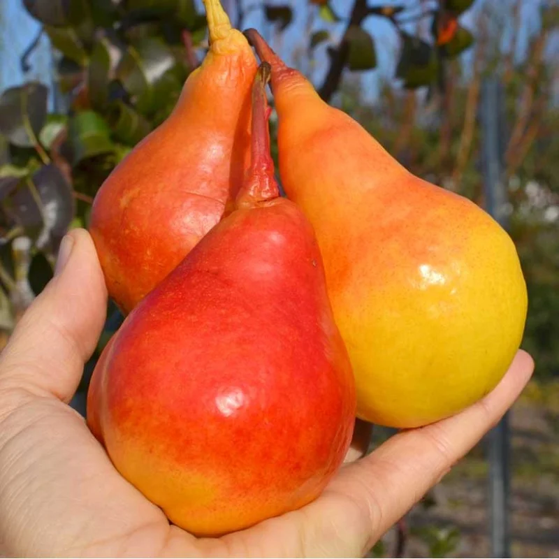 Birne (Pyrus communis) SAXONIA™ THIMO®