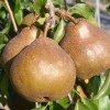 Pear UTA®