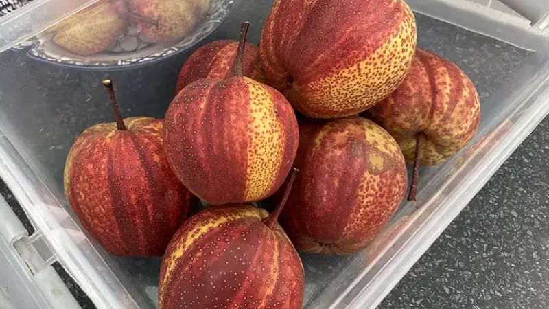 Hruška Zaosu Red Striped - pruhované prekvapenie z Číny Hruška Zaosu Red Striped - pruhované prekvapenie z Číny