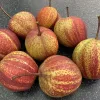 Hruška (Pyrus bretschneideri) Zaosu Red Striped