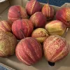 Hruška (Pyrus bretschneideri) Zaosu Red Striped