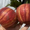 Hruška (Pyrus bretschneideri) Zaosu Red Striped