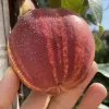 Hruška (Pyrus bretschneideri) Zaosu Red Striped