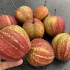 Hruška (Pyrus bretschneideri) Zaosu Red Striped