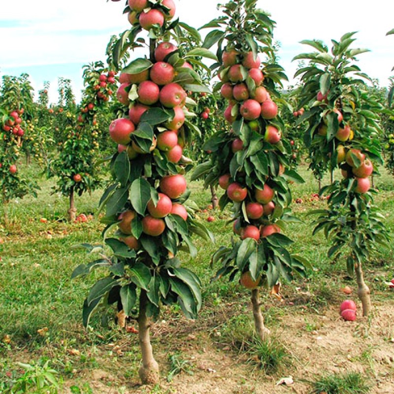 Jabloň stĺpová (Malus domestica) ARKAIM