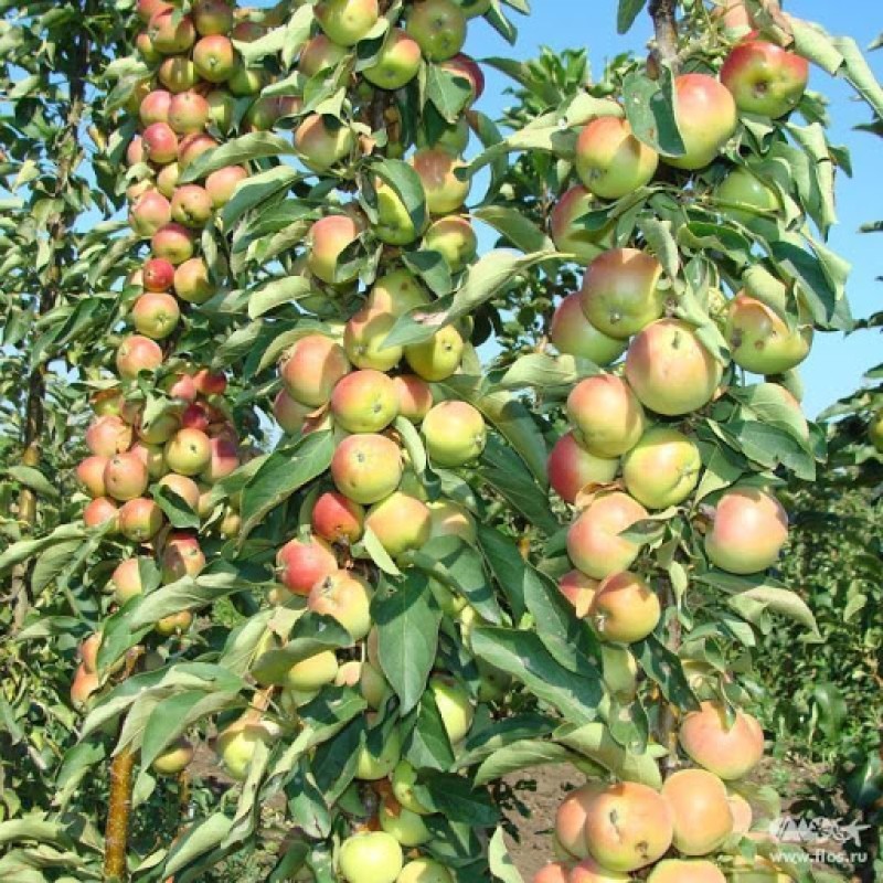 Jabloň stĺpová (Malus domestica) GIRLANDA