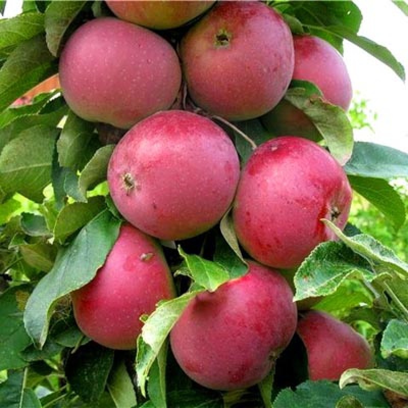 Jabloň stĺpová (Malus domestica) GOTIKA