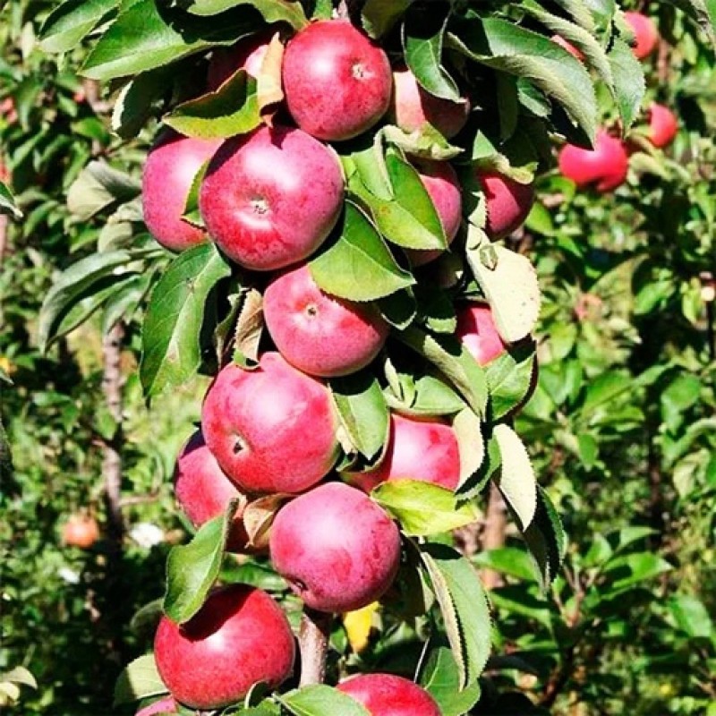 Jabloň stĺpová (Malus domestica) JESENIJA