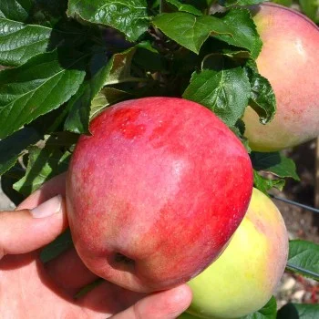 Apple (Malus domestica) YUBILEY MOSKVY