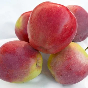 Apple (Malus domestica) YUBILEY MOSKVY
