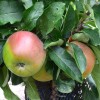 Columnar Apple (Malus domestica) KORALL
