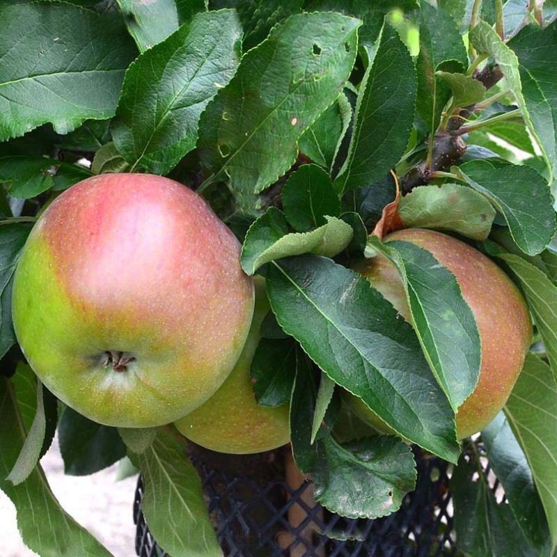 Columnar Apple (Malus domestica) KORALL