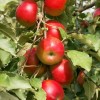 Jabloň stĺpová (Malus domestica) KORNET