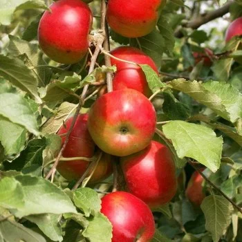 Columnar Apple (Malus domestica) KORNET