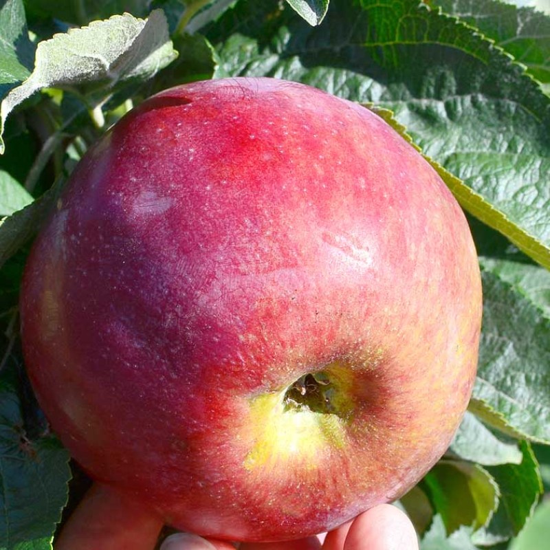 Jabloň (Malus domestica) ORLIK