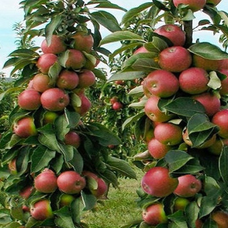 Jabloň stĺpová (Malus domestica) PRIOKSKOJE