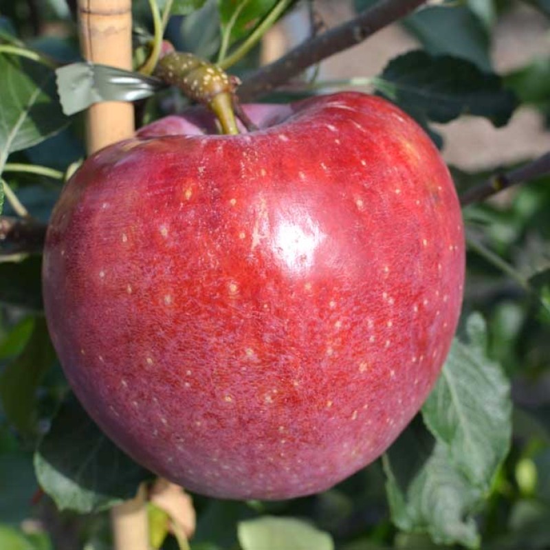 Apple (Malus domestica) REMO®