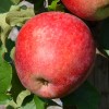 Jabloň (Malus domestica) REWENA®