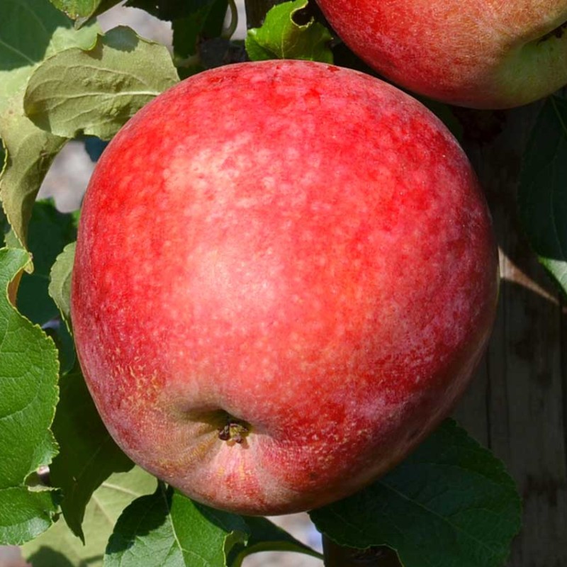 Jabloň (Malus domestica) REWENA®
