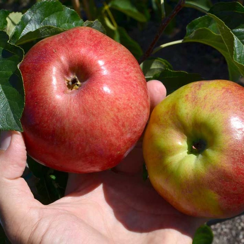 Jabloň (Malus domestica) SVJEŽESŤ