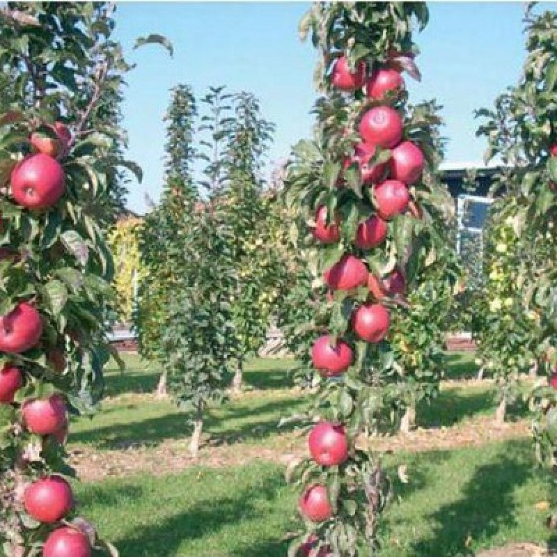 Jabloň stĺpová (Malus domestica) TRIUMF