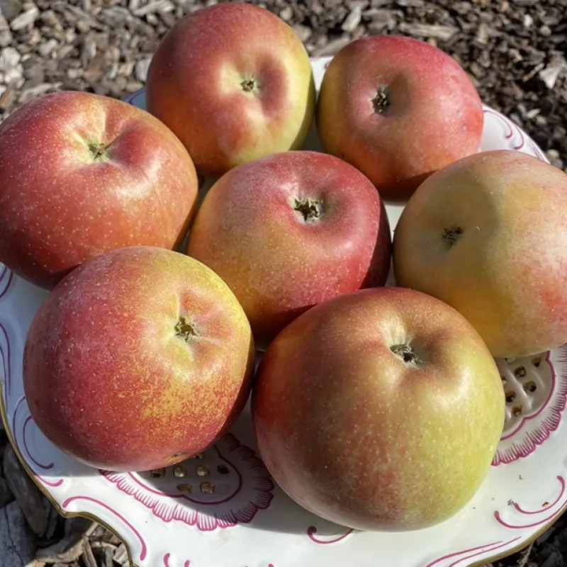 Jabloň stĺpová (Malus domestica) VOSTORG