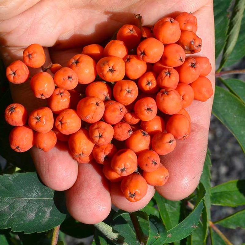 Jarabina (Sorbus aucuparia) NEVEŽINSKAJA