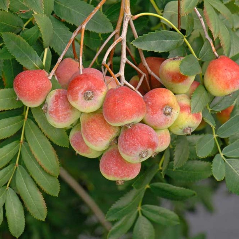 Oskoruša (Sorbus domestica) SOSSENHEIMER RIESEN