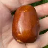 Jujube Tree (Ziziphus jujuba) FANG YUAN No.1