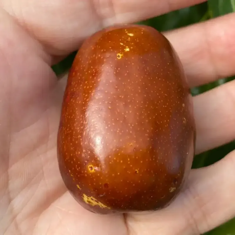 Jujube Tree (Ziziphus jujuba) FANG YUAN No.1