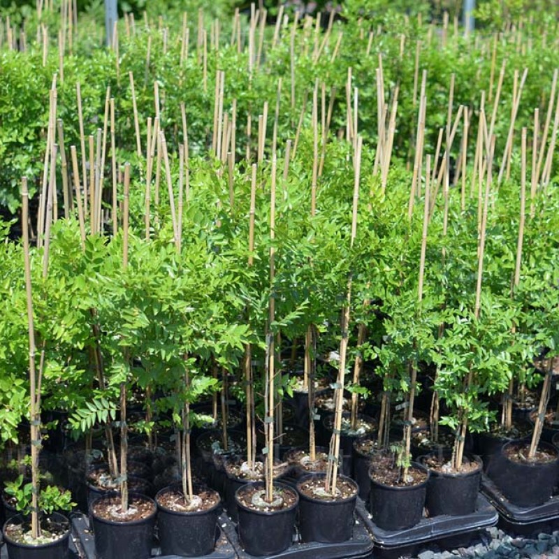 Jujuba (Ziziphus spinosa)