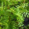 Jujuba (Ziziphus spinosa)