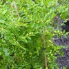 Jujuba (Ziziphus spinosa)