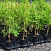 Jujuba (Ziziphus spinosa)