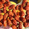 Jujuba - Čínske datle (Ziziphus jujuba) LANG