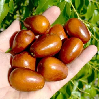 Jujuba - Chinesische Dattel (Ziziphus jujuba) LANG