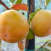 Kaki (Diospyros kaki) CHINEBULI