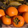 Hurmi Kaki (D. kaki x D. virginiana) DAR SOFIEVKY