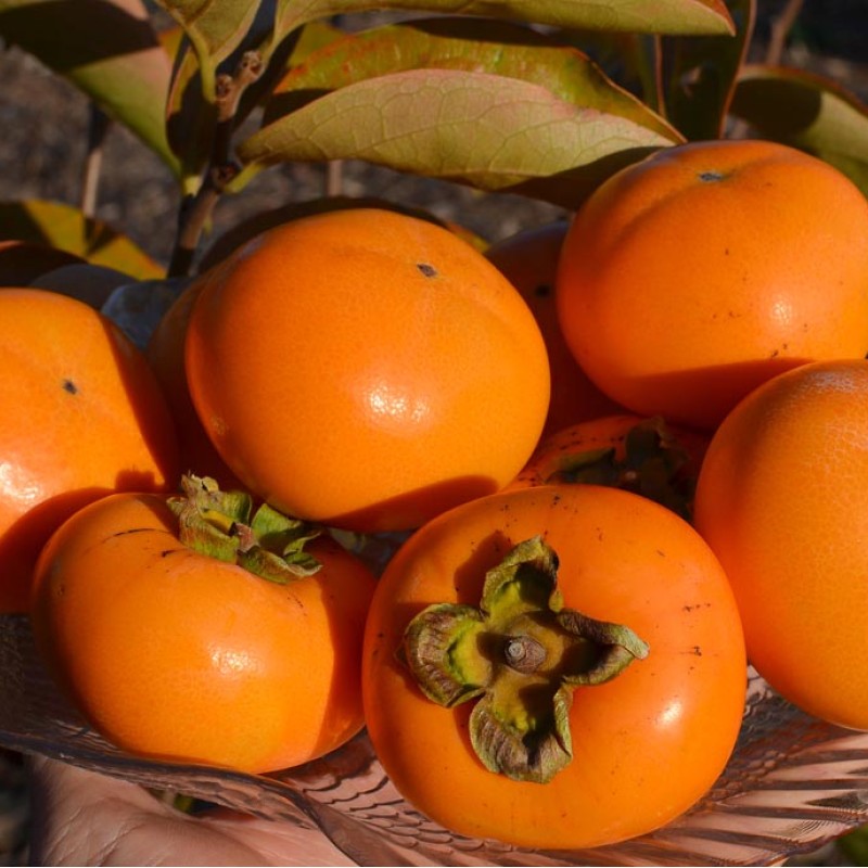 Hurmi Kaki (D. kaki x D. virginiana) DAR SOFIEVKY