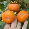 Kaki (D. kaki x D. virginiana) DAR SOFIEVKI
