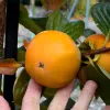 Kaki (Diospyros kaki) MRIJA