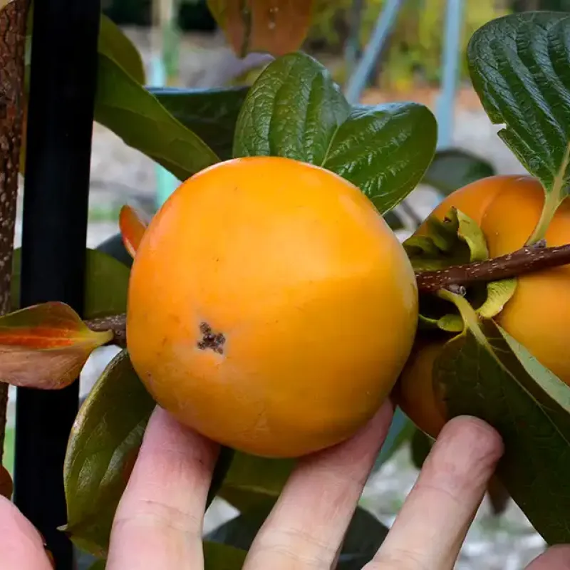 Kaki (Diospyros kaki) MRIJA