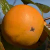 Kaki (Diospyros kaki) MRIJA