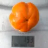 Kaki (Diospyros kaki) ZIROTSCHKA
