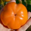Kaki (Diospyros kaki) ZIROTSCHKA