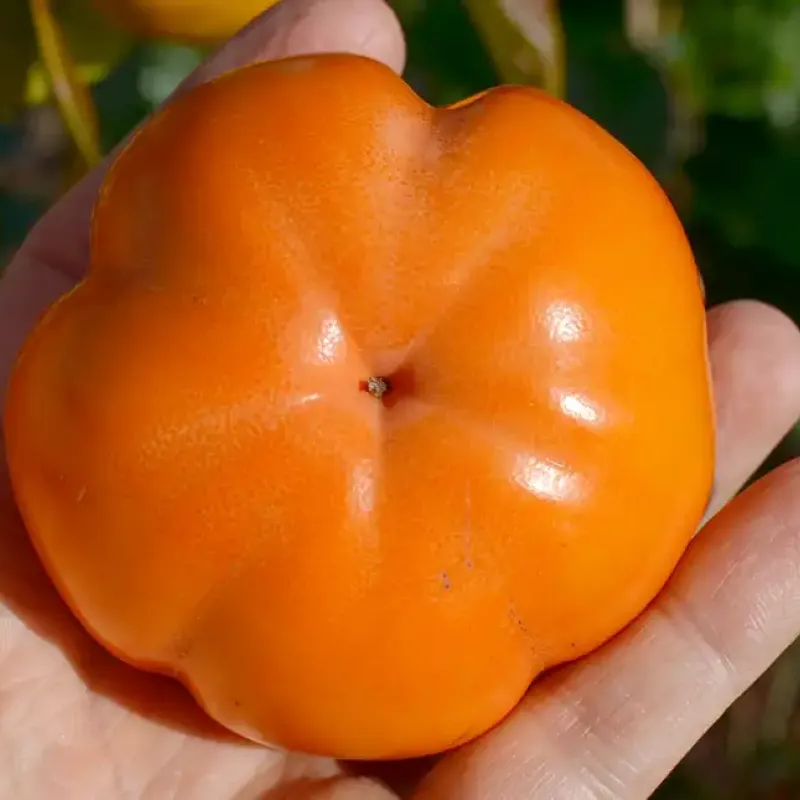 Kaki (Diospyros kaki) ZIROTSCHKA
